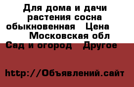 Для дома и дачи-растения сосна обыкновенная › Цена ­ 350 - Московская обл. Сад и огород » Другое   